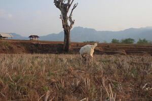 group of goat eating grass photo