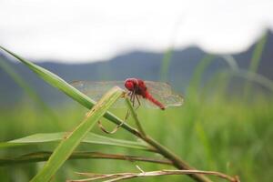 red dragonfly on the grass photo
