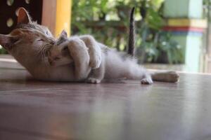 kitten with its mother photo