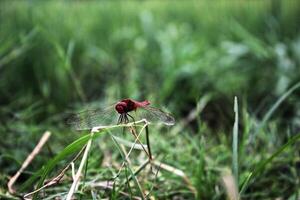 red dragonfly on the grass photo