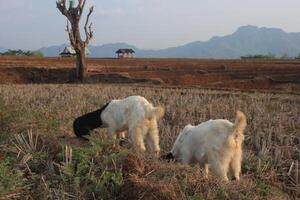 group of goat eating grass photo