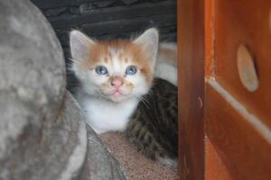 kitten with its mother photo