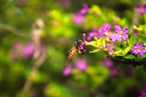 bee on the flower photo