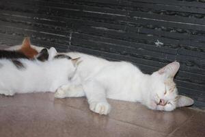 kitten with its mother photo