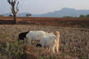 group of goat eating grass photo
