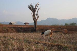 group of goat eating grass photo