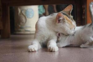 kitten with its mother photo