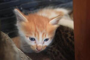 kitten with its mother photo