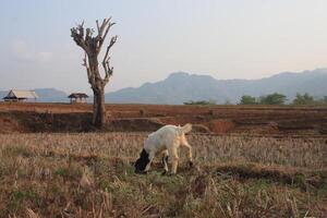 group of goat eating grass photo