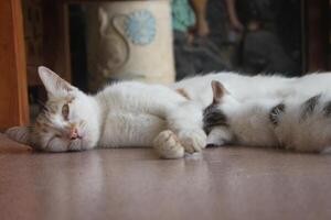 kitten with its mother photo