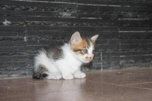 kitten with its mother photo