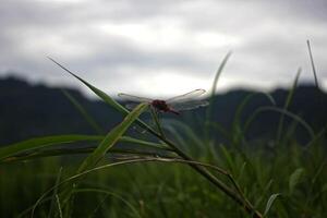 red dragonfly on the grass photo