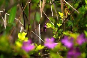 bee on the flower photo