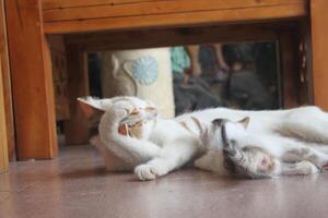 kitten with its mother photo