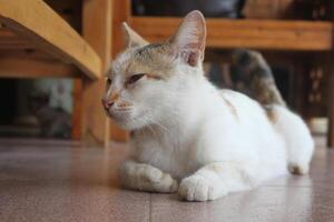kitten with its mother photo