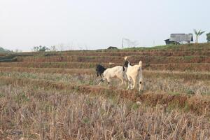 group of goat eating grass photo