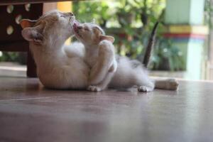 kitten with its mother photo