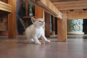 kitten with its mother photo