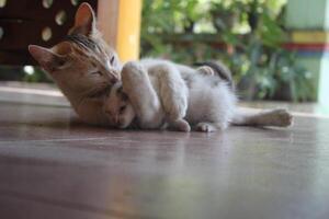 kitten with its mother photo