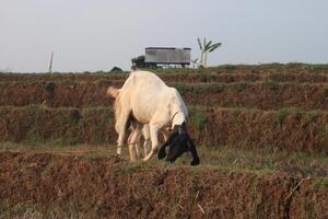 group of goat eating grass photo