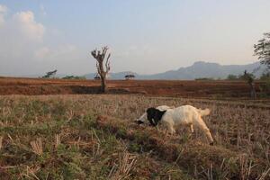 group of goat eating grass photo
