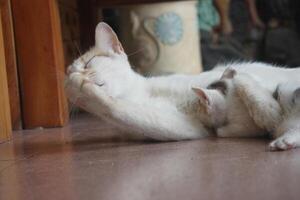kitten with its mother photo