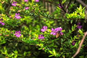 bee on the flower photo