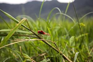red dragonfly on the grass photo