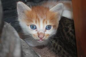 kitten with its mother photo