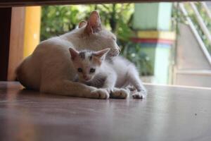 kitten with its mother photo