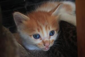 kitten with its mother photo