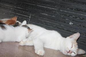 kitten with its mother photo