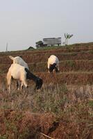 group of goat eating grass photo