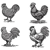 Poultry Haven. A charming hen, with glossy feathers vector