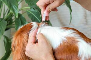A man drops insectoacaricidal drops from a pipette onto the dog s withers. Protecting pets from parasites. Medicines for animals photo