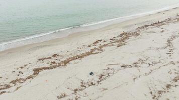 Dirty Beach From Debris And Reed Branches Near The Ocean video