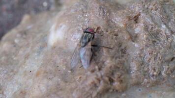 Aufnahmen von fliegt schwärmen und Essen Katze Kacke. anders Typen von fliegt Landung auf das Kacke. Tier Verhalten. Essen Kette. natürlich Ökosystem. Fauna Leben. schmutzig und ekelhaft. video
