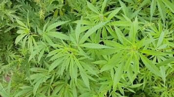 Closeup movement of green cannabis leaves swaying in the breeze captured with high definition and smooth motion. video