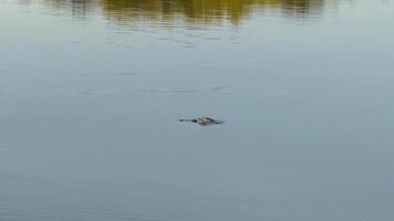 A solitary great crested grebe gracefully floats on a tranquil lake, its reflection mirrored in the still water, with soft autumn hues in the background under a clear sky video