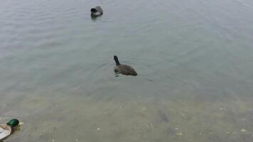 A serene view of ducks and coots gliding across a tranquil lake on a cloudy day, captured from a low angle with a focus on natural reflections and gentle ripples in the water video