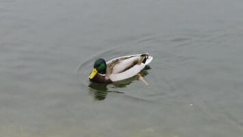 A detailed close-up of a male mallard duck with a vibrant green head and yellow beak, gracefully floating on a calm lake surface, captured on an overcast day video