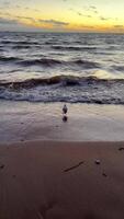 A solitary seagull standing by the edge of the water on a sandy beach, bathed in the golden light of sunset. Gentle waves roll onto the shore, creating a tranquil seaside atmosphere. The seagull's video