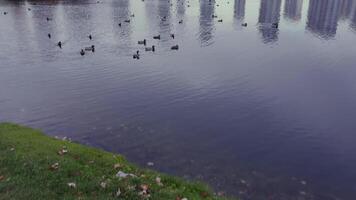 A peaceful scene of ducks swimming on a calm urban lake surrounded by reeds, with tall modern buildings reflecting in the water under an overcast sky, capturing a serene cityscape in autumn video