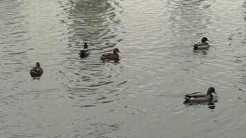 A wide-angle view of ducks and coots swimming near a lakeshore with tall reeds and urban reflections in the background, capturing a peaceful autumn day in nature video
