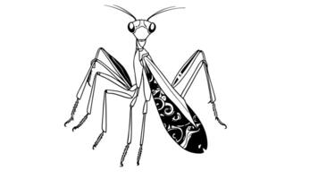 Animation forms a sketch of a praying mantis icon video
