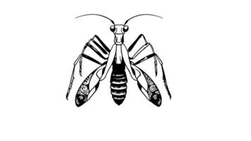 Animation forms a sketch of a praying mantis icon video