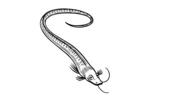 Animation forms a sketch of a sea eel icon video