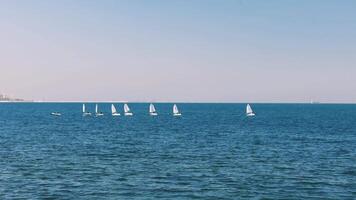 Eight sailboats are sailing right, slowly separating from each other on a calm, bright day. A seagull flies above them in one frame video