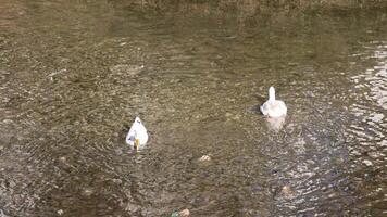 Two white ducks glide through a river, one moving closer to the camera while the other drifts away, creating a tranquil scene of wildlife in their natural environment video