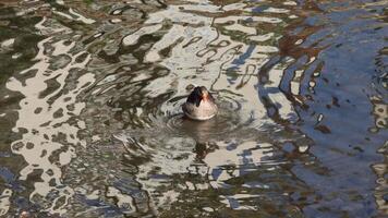 Greylag goose preening feathers while drifting on a river. Reflections of buildings create a peaceful scene on the water's surface, enhancing the serene ambiance video
